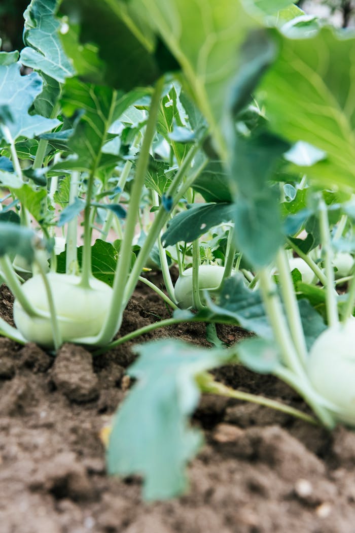 about-01 Close-up of organic kohlrabi plants growing in a garden. Vibrant and healthy.