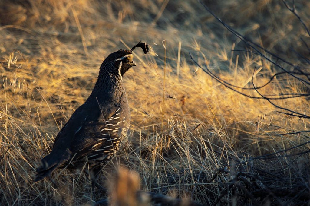 pexels photo 1309237 Close-up of a California Quail (Callipepla californica) in dry grassland during daylight.