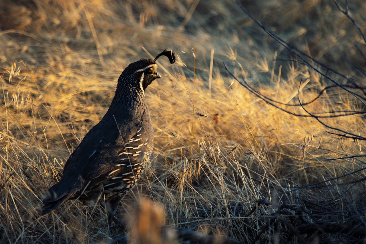 Close-up of a California Quail (Callipepla californica) in dry grassland during daylight.