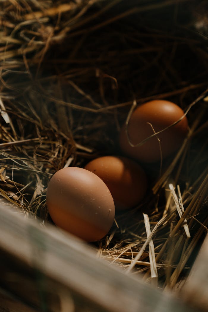 why-choose-us Close-up of brown eggs nestled in straw, evoking a farm-fresh, rural vibe.