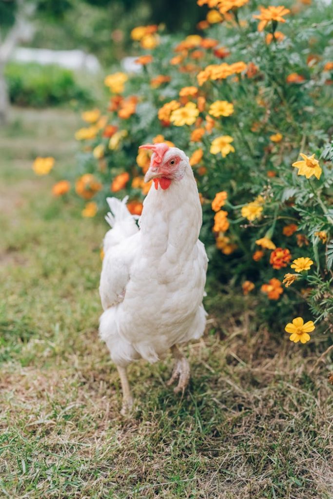 pexels photo 5228855 A white chicken walking through a vibrant garden with orange and yellow flowers.