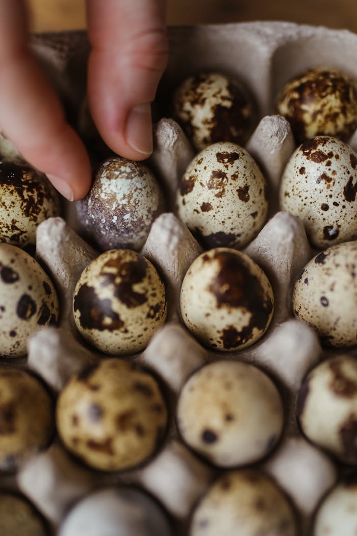 gallery-5 A hand selecting a spotted quail egg from a carton, showcasing delicate textures and earthy tones.