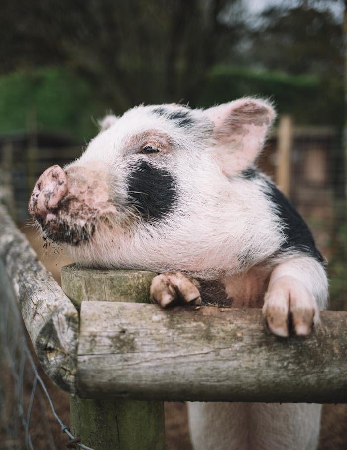 pexels photo 9946096 Portrait of a content pig leaning on a wooden fence in a farm pen, gazing peacefully.