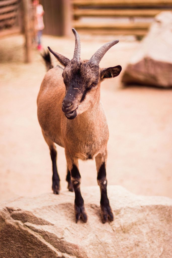 pexels photo 1344000 1344000 A detailed close-up portrait of a goat standing on a rock at Dortmund Zoo, showcasing its natural beauty.